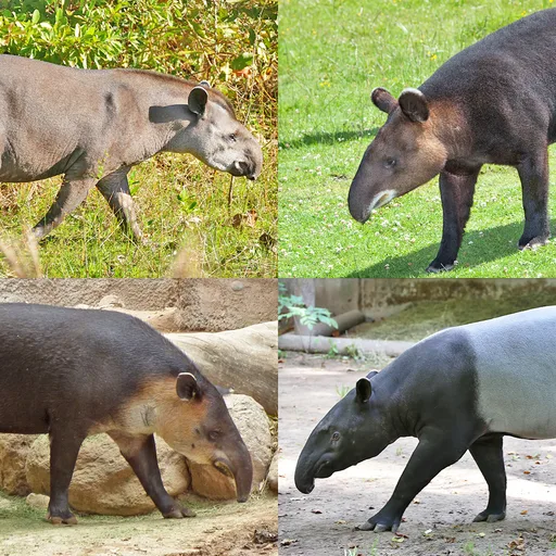 Tapir