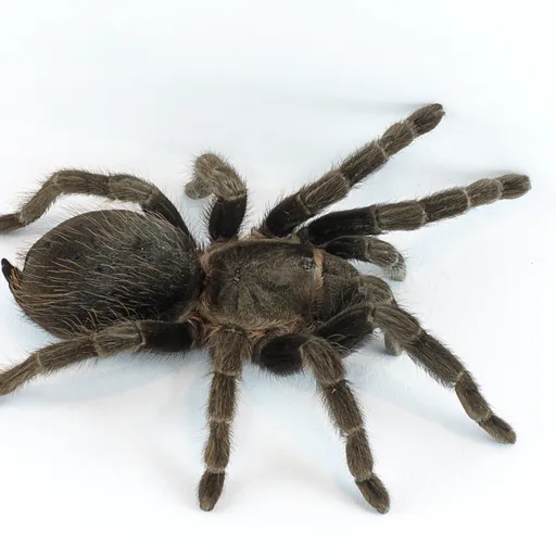 Tarantula