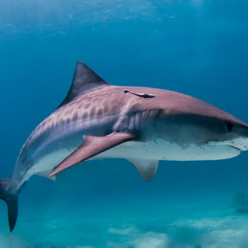 Tiger shark