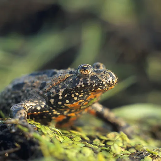 Toad