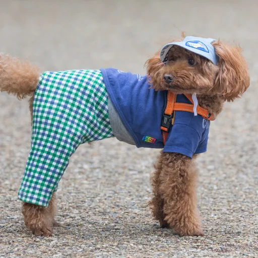 Toy poodle