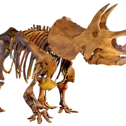 Triceratops