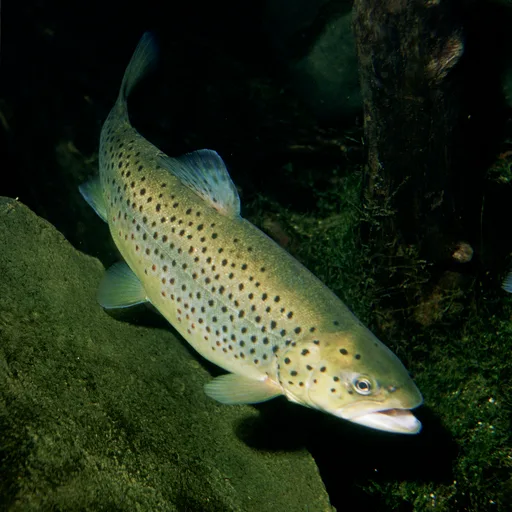 Trout