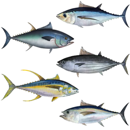 Tuna fish