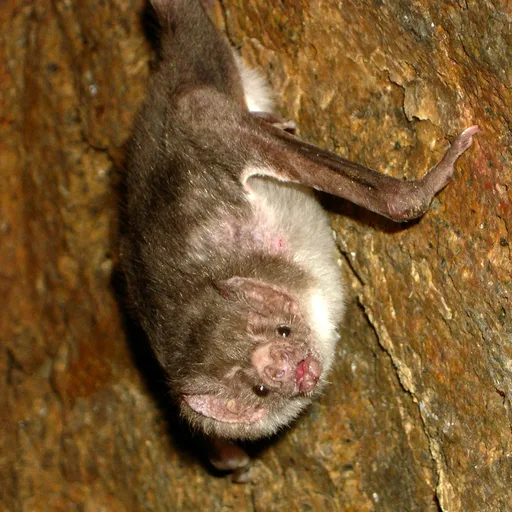 Vampire bat