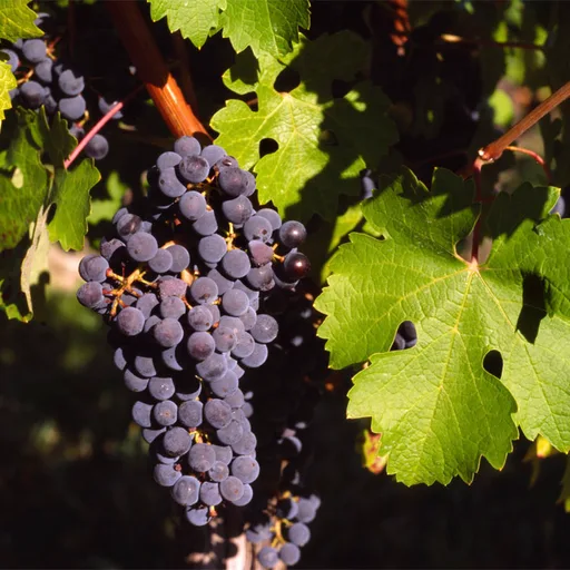 Vineyard grape cluster