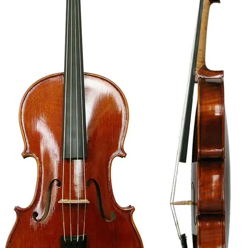 Viola