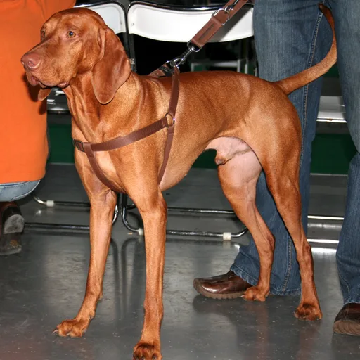 Vizsla