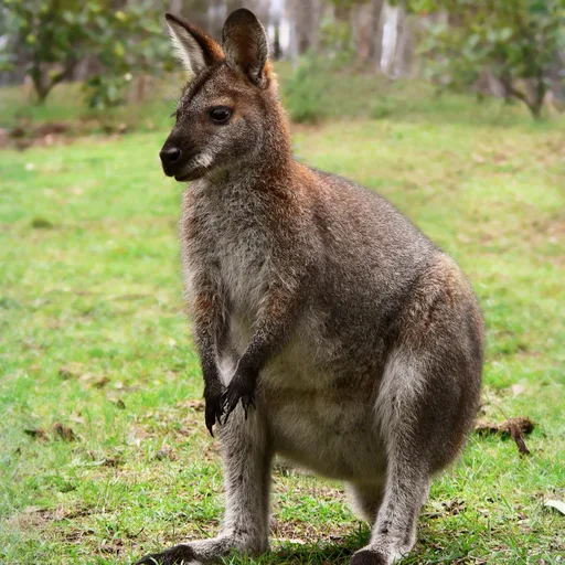 Wallaby