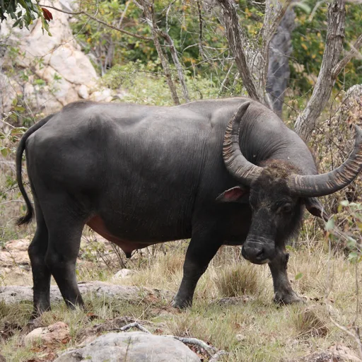 Water buffalo