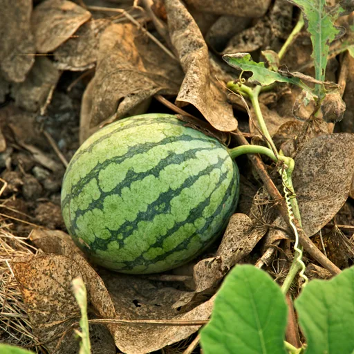 Watermelon slice