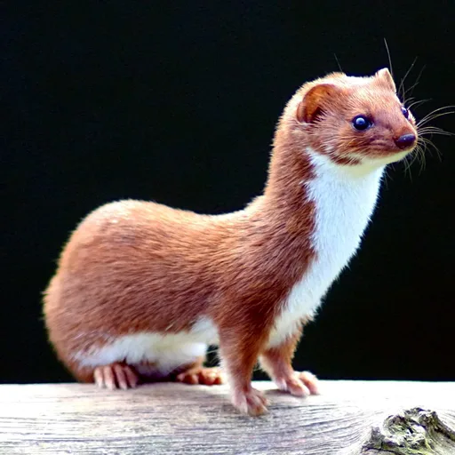 Weasel