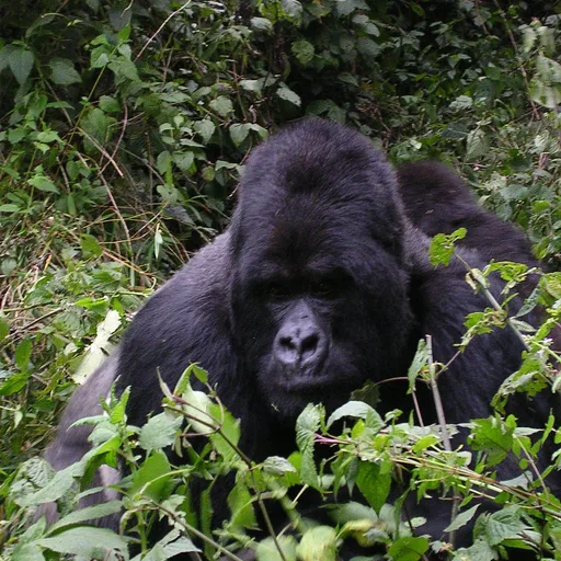 Western gorilla