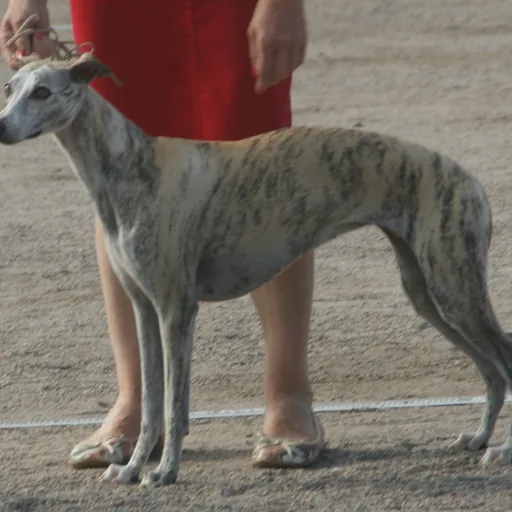 Whippet