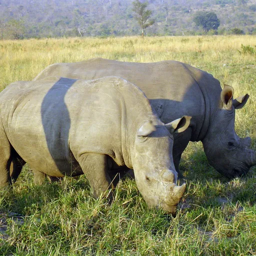 White rhinoceros