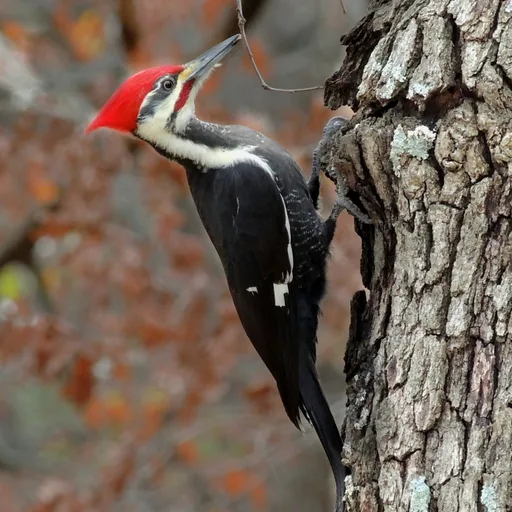 Woodpecker