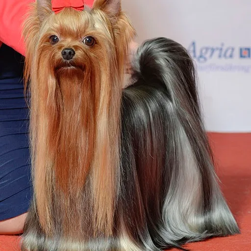 Yorkshire terrier